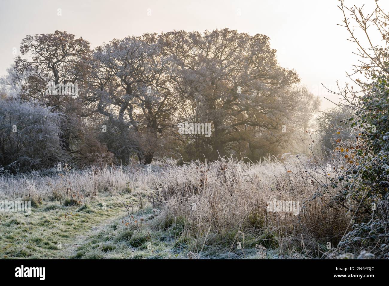 Frosty trees and fields on footpath near Margaretting Essex Stock Photo