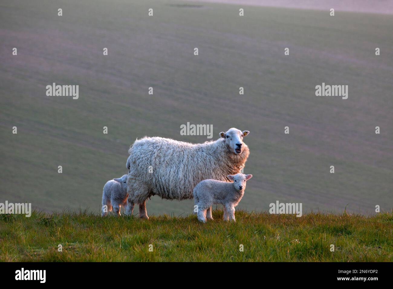 A ewe and two lambs on Ebsbury Hill near Great Wishford in Wiltshire. Stock Photo