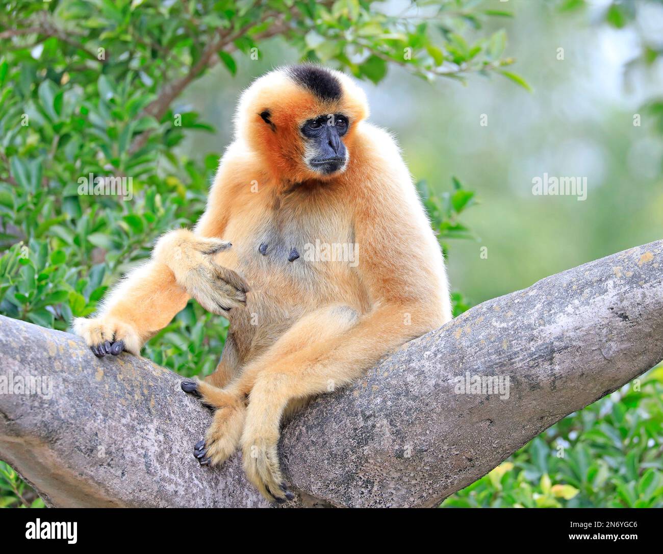 White-cheeked Gibbon Monkey portrait with green background Stock Photo