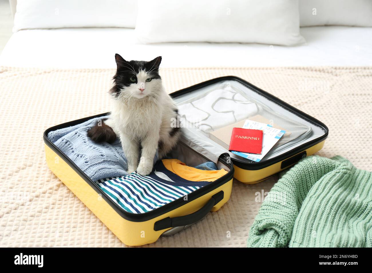 Cute cat sitting in suitcase with clothes and tickets on bed Stock