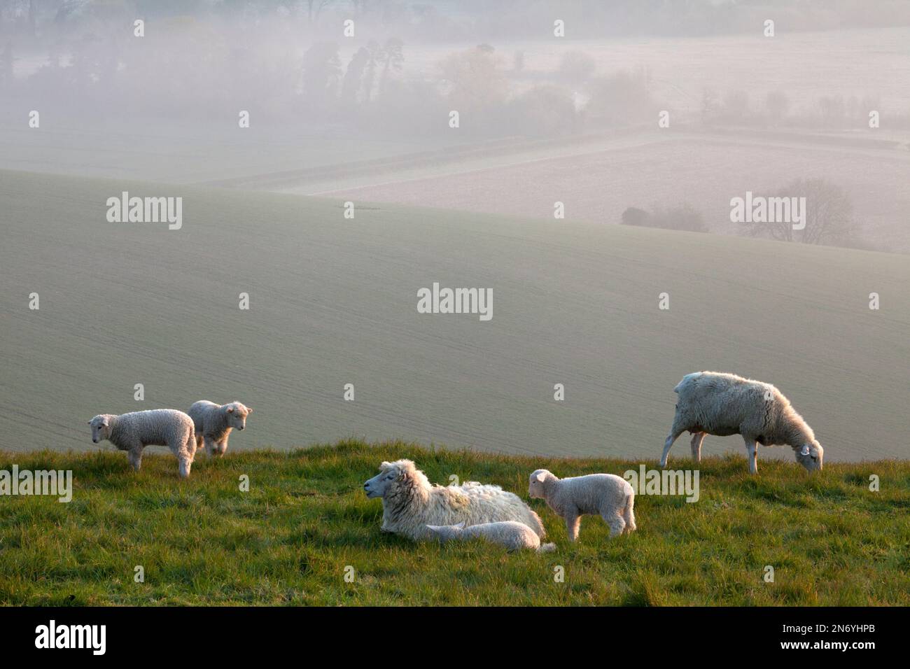 Ewes and lambs on Ebsbury Hill near Great Wishford in Wiltshire. Stock Photo