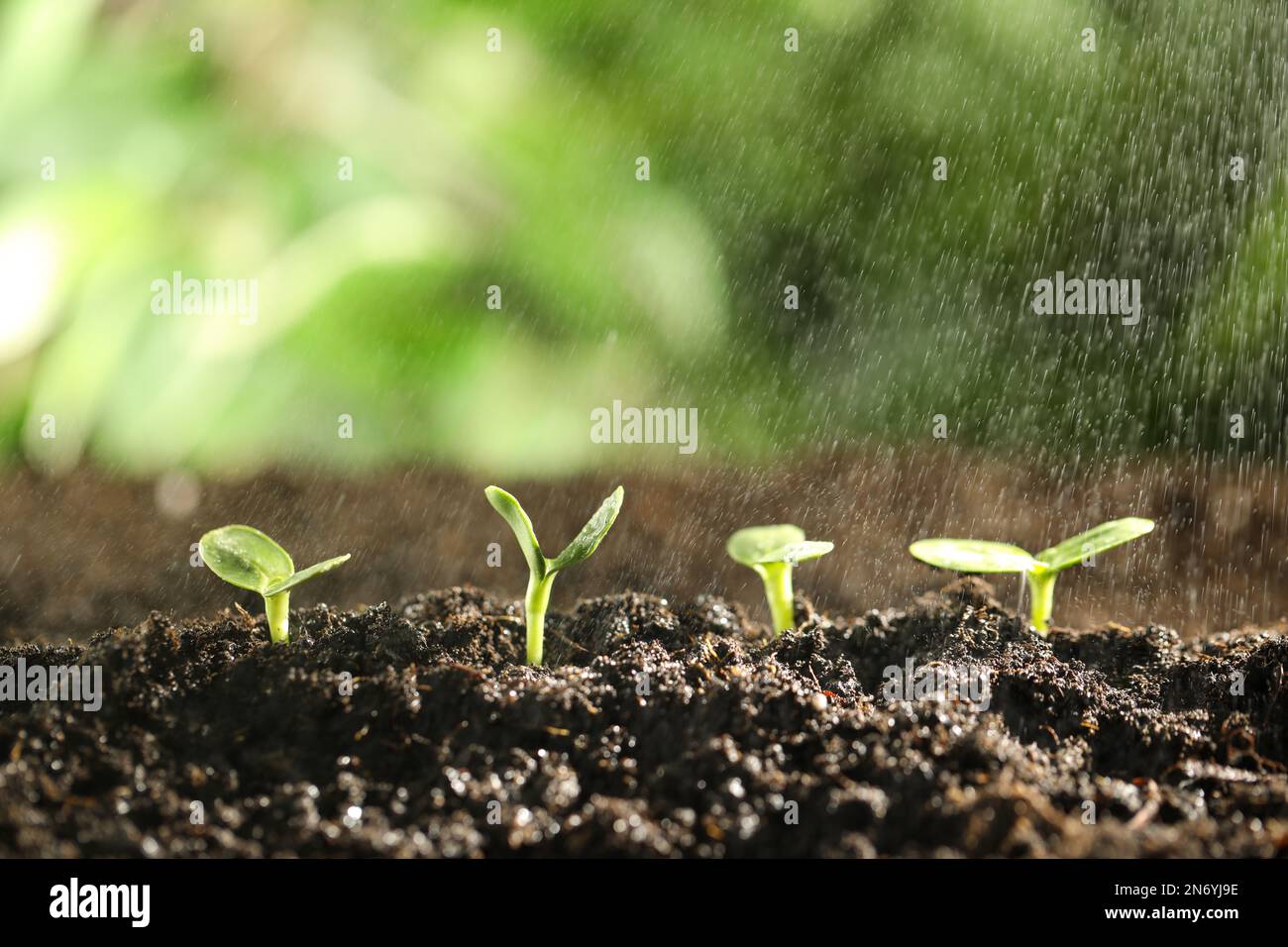 Sprinkle Ground Sprinkling soil hi-res stock photography and images - Alamy