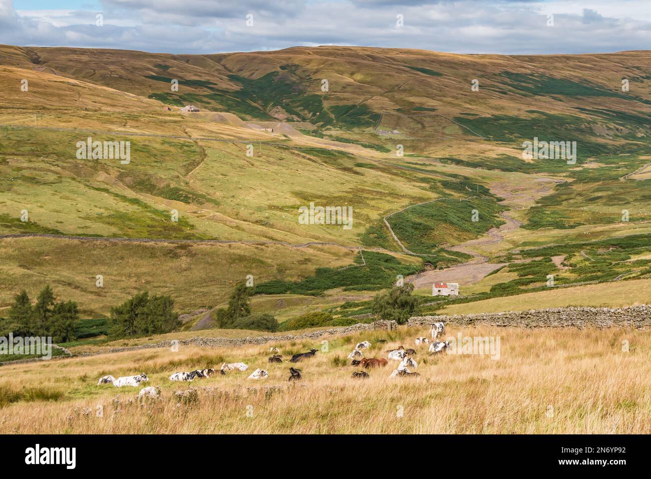 Cattle anjoying late summer sunshine in the foreground of this view looking over the Hudes Hope from above Skears Hushes to the disused Coldberry Mine Stock Photo