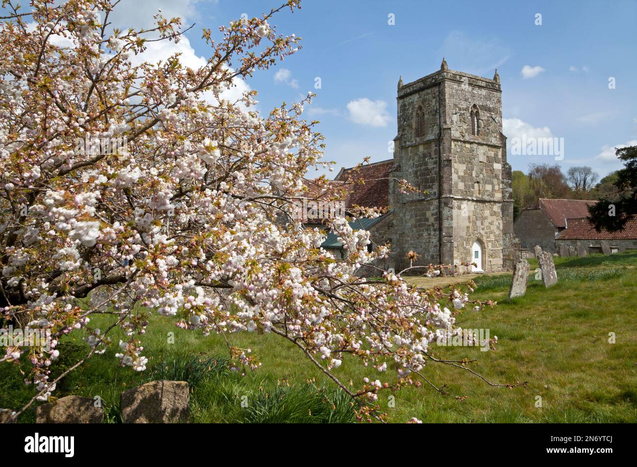 Cherry blossom at All Saints Church in the village of Sutton Mandeville, near Tisbury in Wiltshire. Stock Photo