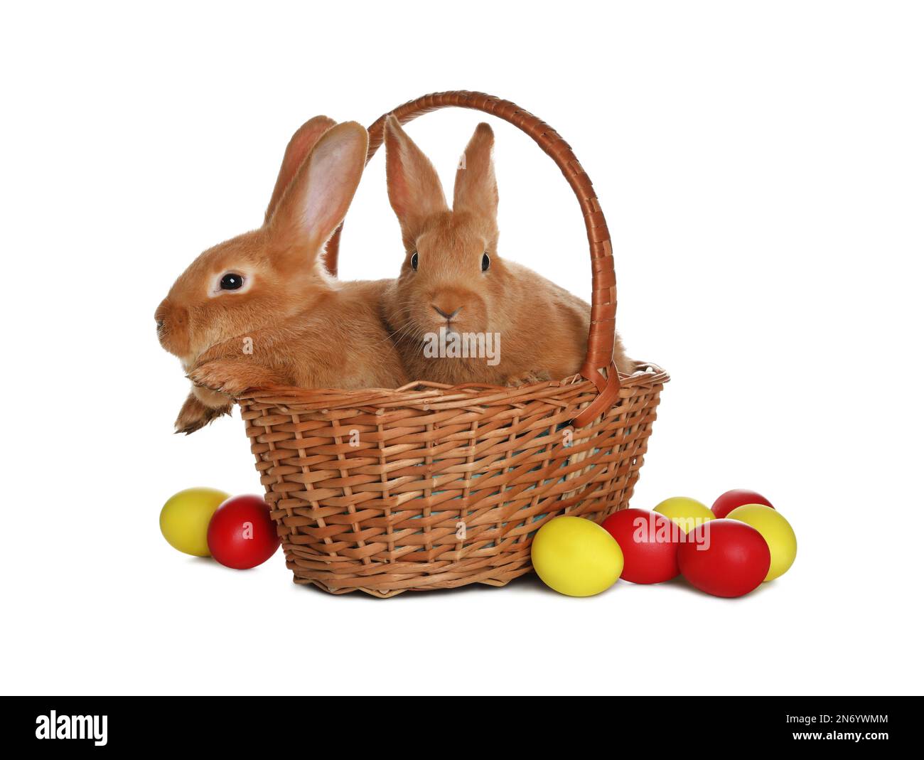 Adorable furry Easter bunnies in wicker basket and dyed eggs on white ...