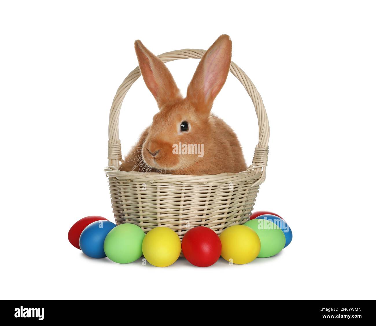 Adorable furry Easter bunny in wicker basket and dyed eggs on white ...