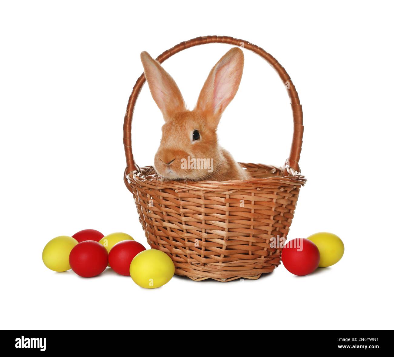 Adorable furry Easter bunny in wicker basket and dyed eggs on white ...