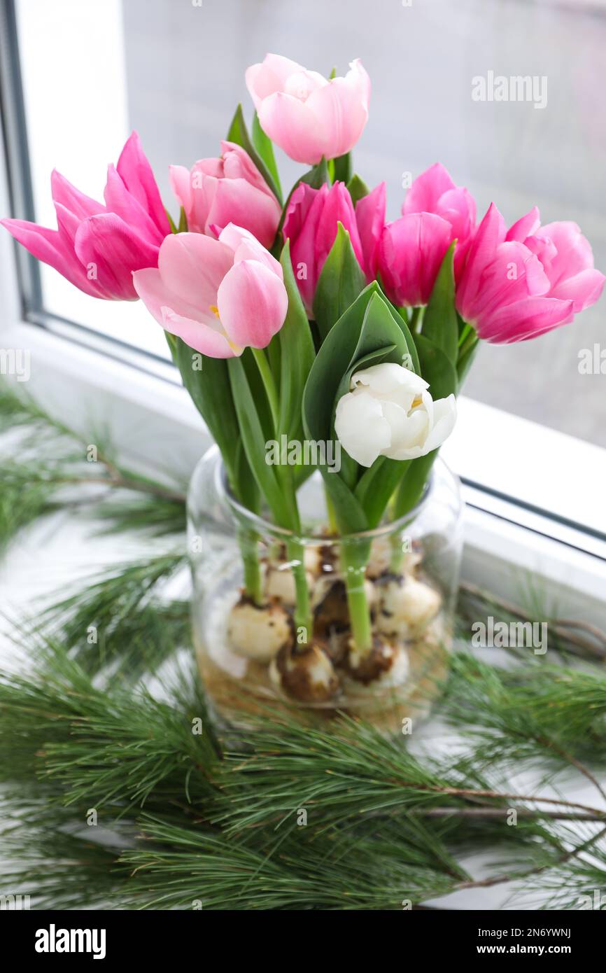 Beautiful tulips with bulbs and pine branches on window sill indoors Stock Photo