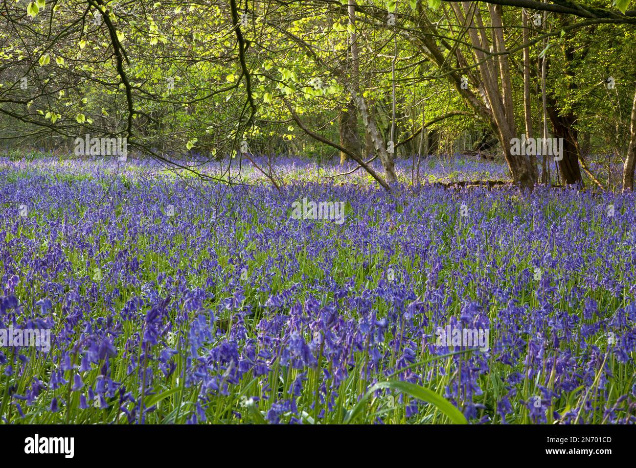 Bluebells in Grovely Wood, near Wilton in Wiltshire. Stock Photo