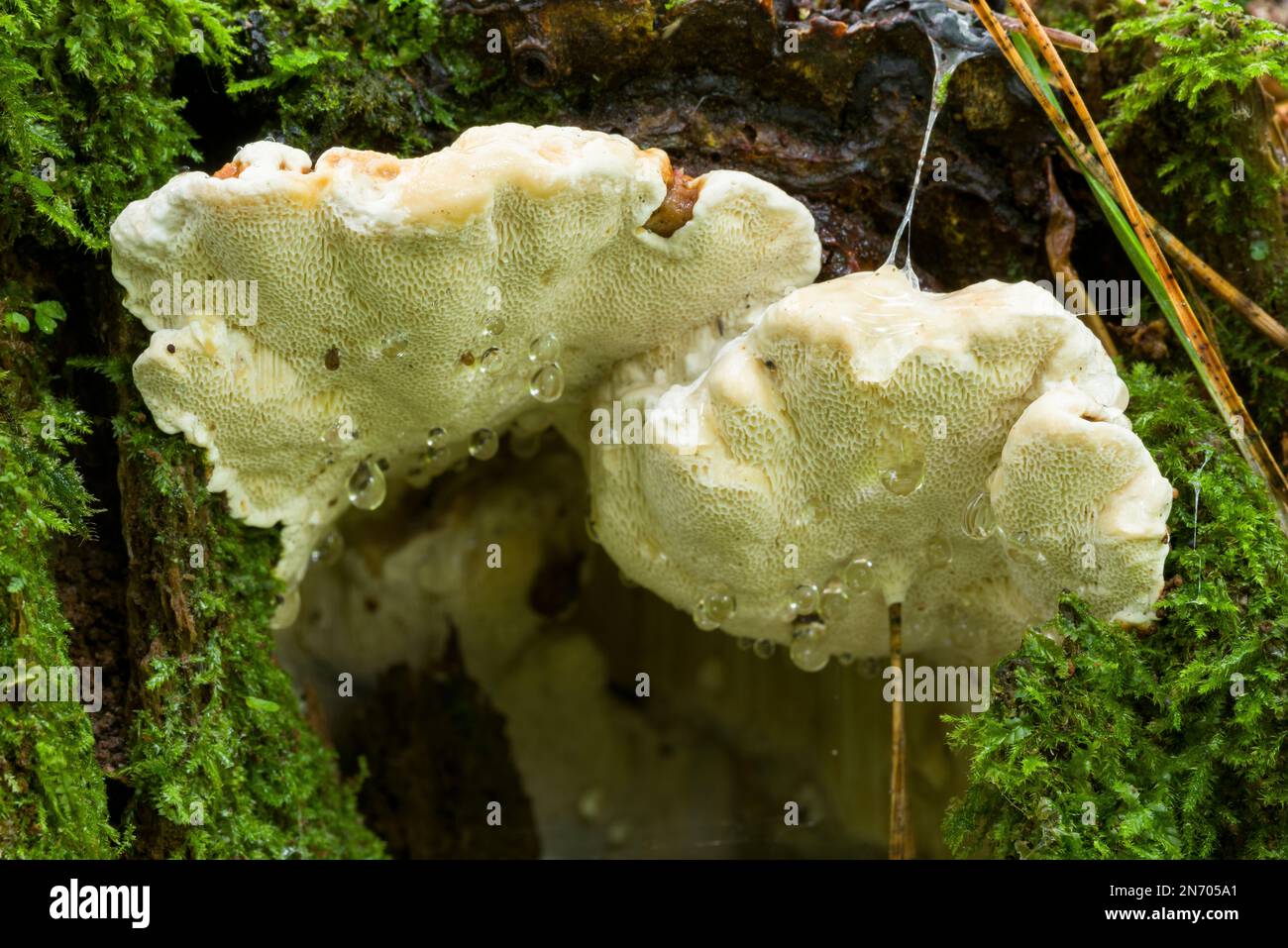 The fruiting body of Root Rot fungus (Heterobasidion annosum) growing on the side of an old tree stump in a mixed woodland in North Somerset, England. Stock Photo