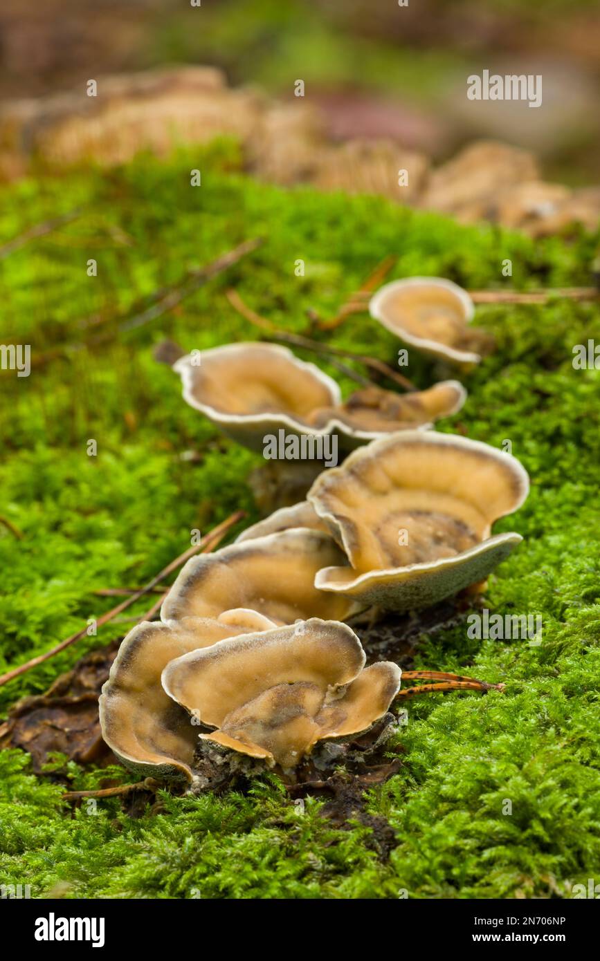 Smoky polypore or smoky bracket fungi (Bjerkandera adusta) in its bracket form on a moss covered tree stump in a mixed woodland under beech and larch trees in North Somerset, England in September. Stock Photo