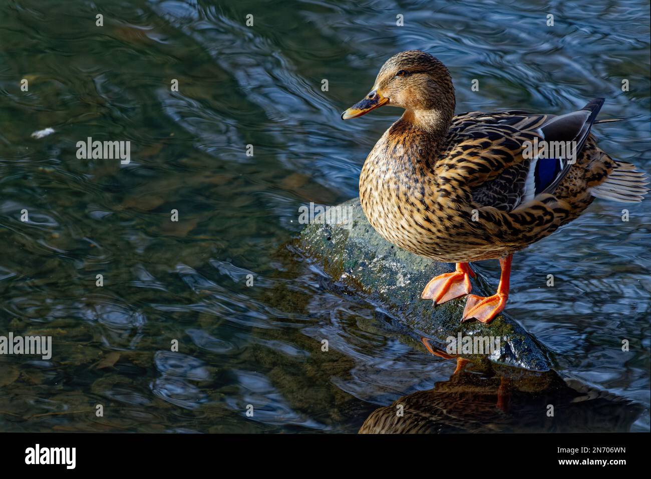 Duck on rock game hi-res stock photography and images - Alamy