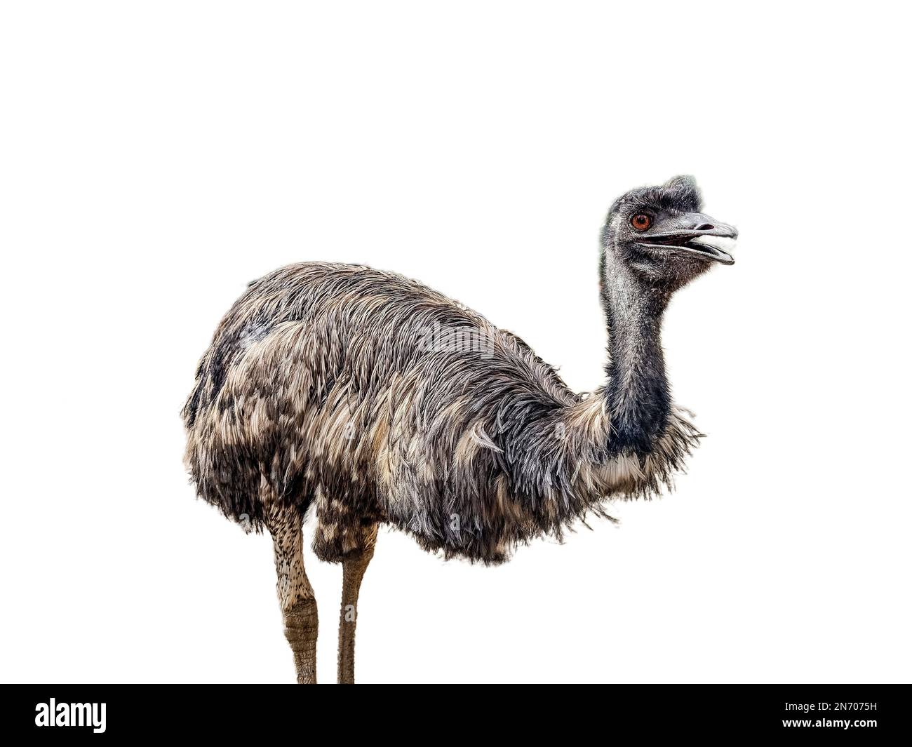 Emu isolated on white background Stock Photo - Alamy