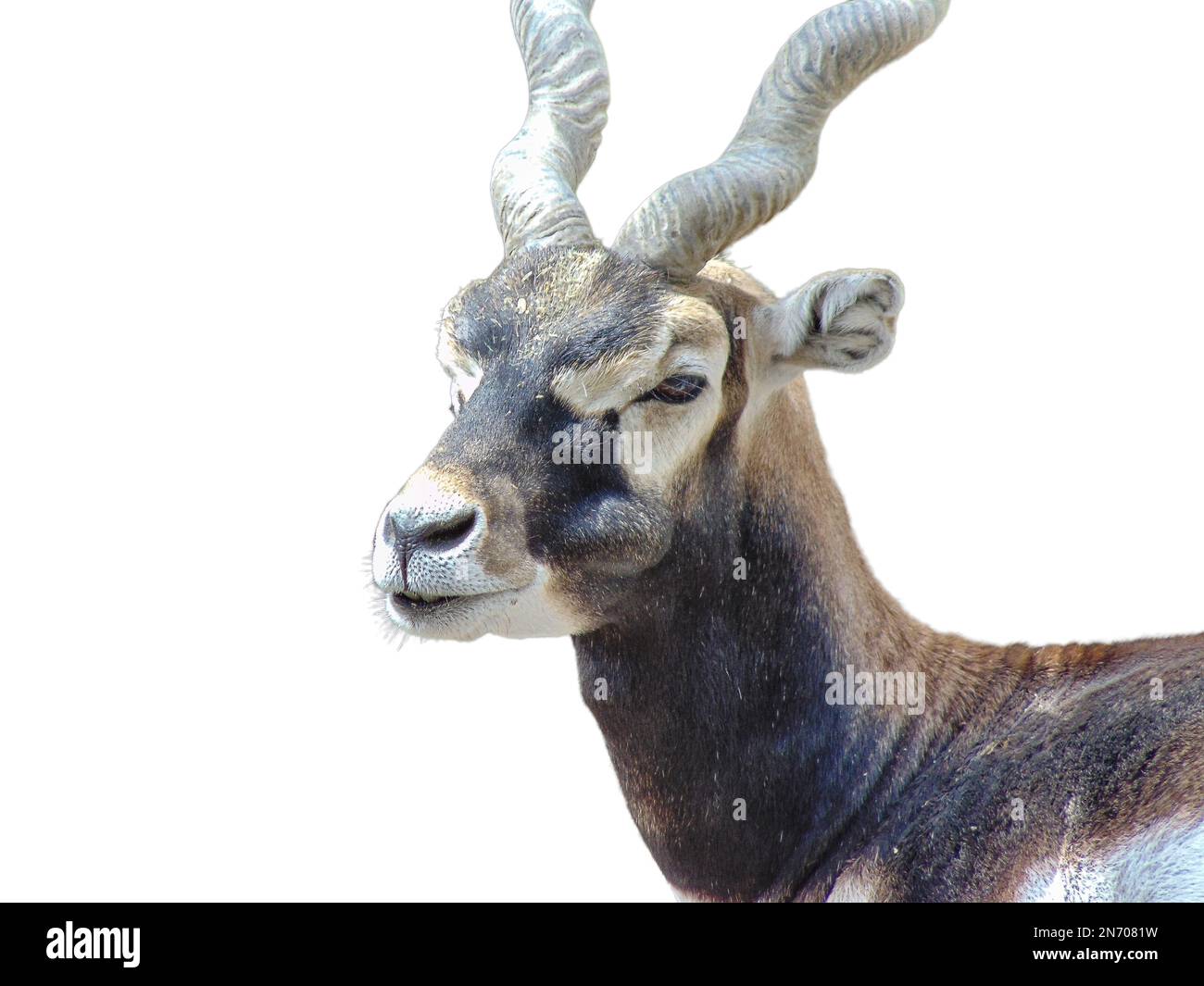 antelope with spiral horns isolated on white Stock Photo - Alamy