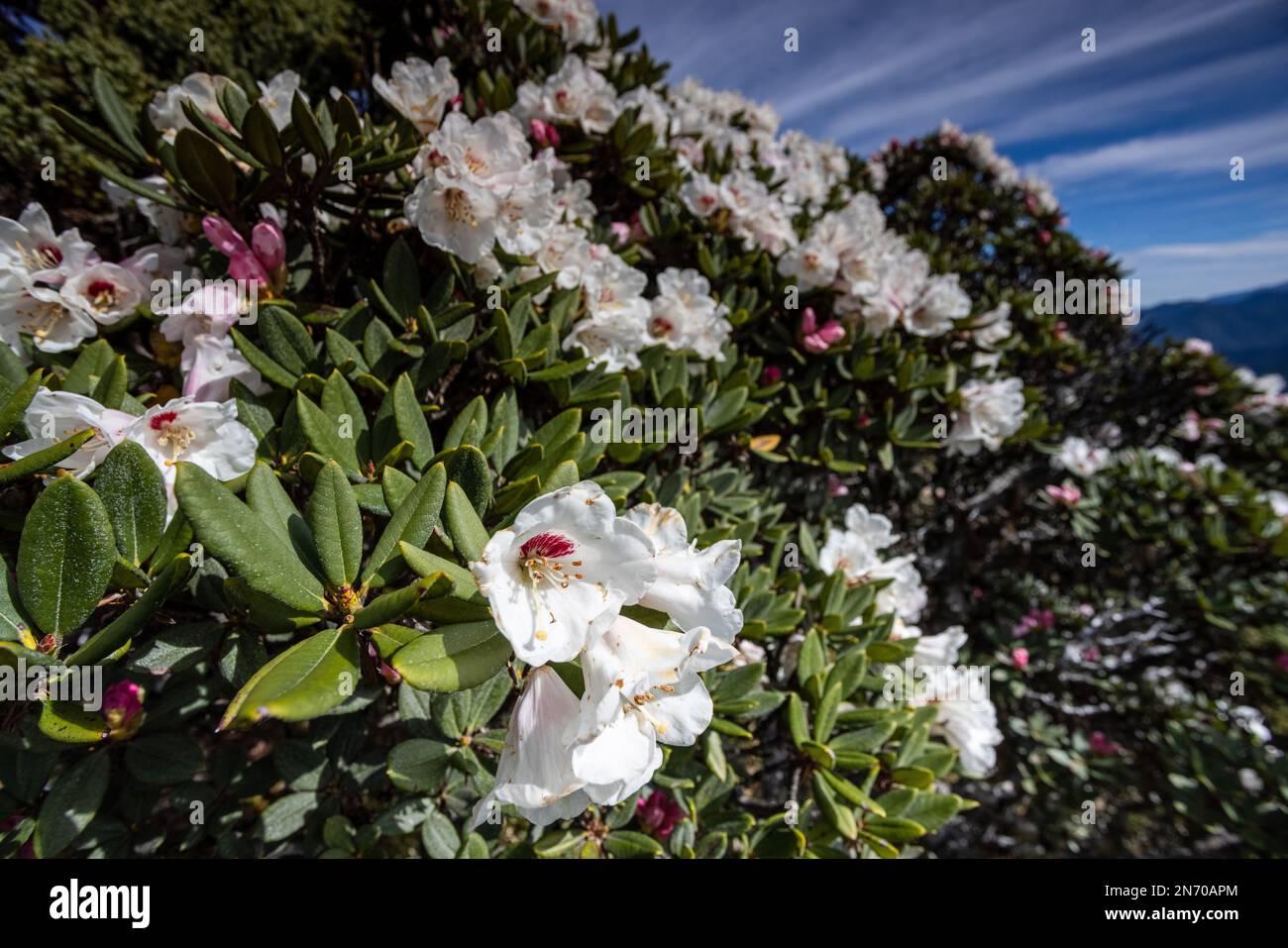 A close-up of blooming white Rhododendron lapponicum shrub in the garden under blue sky in spring Stock Photo