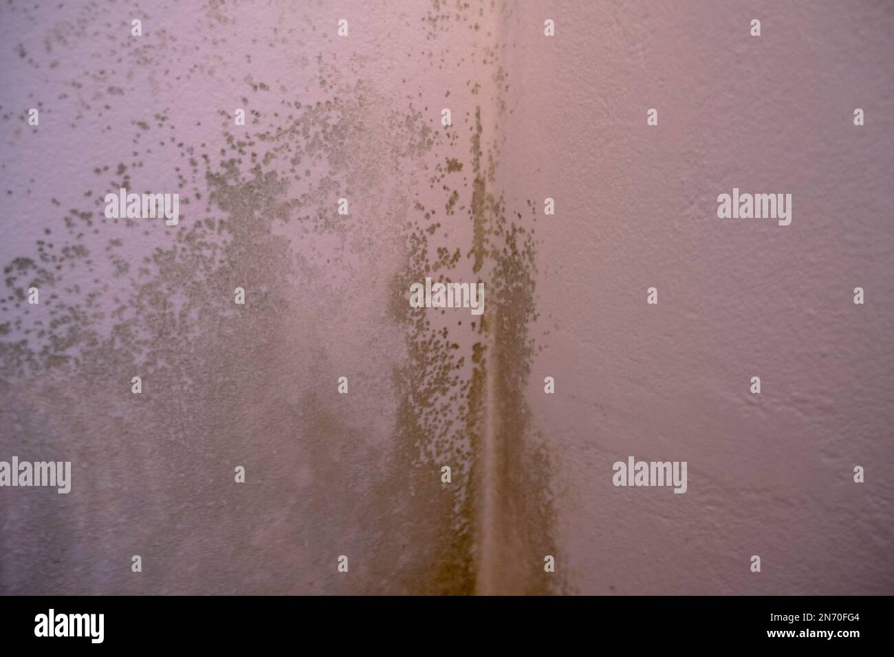 Black mold in the corner of the white ceiling. Macro mildew in the