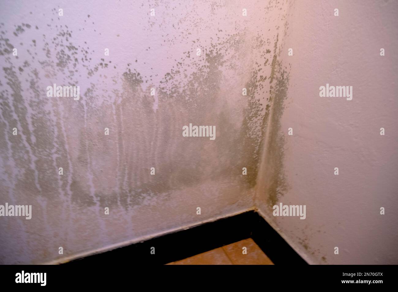 Black mold in the corner of the white ceiling. Macro mildew in the apartment. Humidity in the room Stock Photo