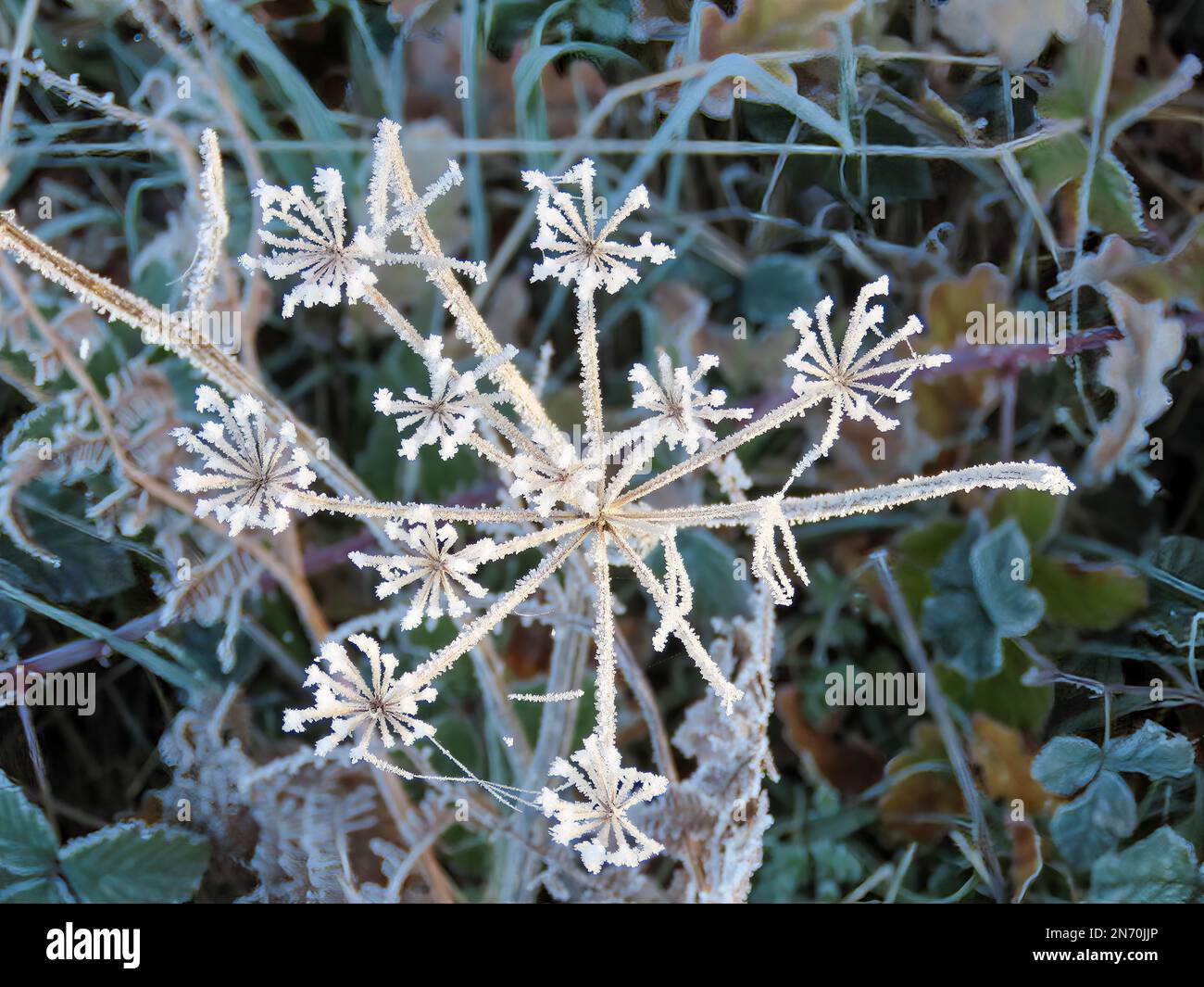 frost on wildflower head in the countryside Stock Photo