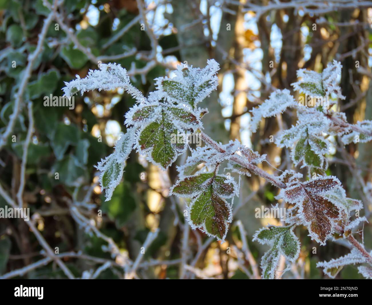 feathery frost crystals on leaves Stock Photo