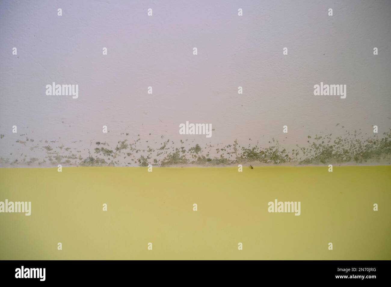 Black mold in the angle of the white ceiling across the yellow wall