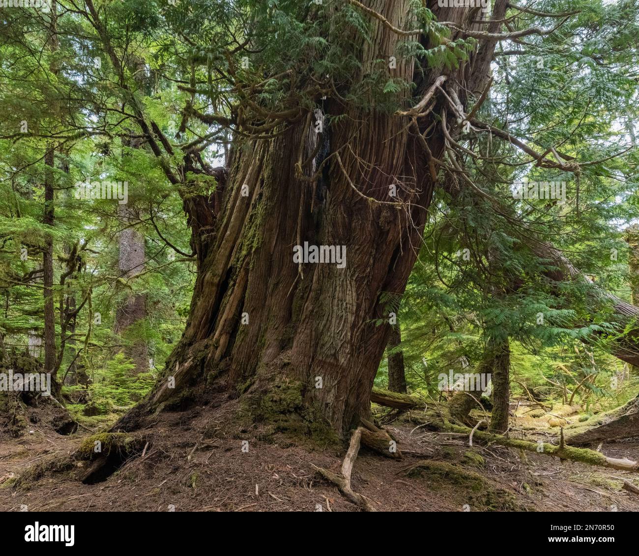 Ancient Western red cedar tree, Lyell Island, Haida Gwaii, BC Stock Photo