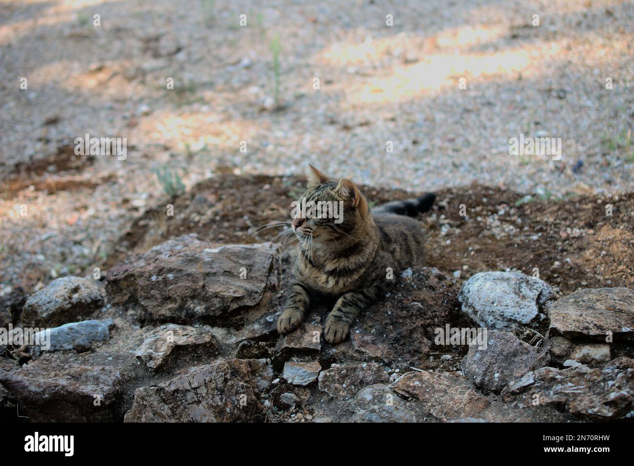Stray cat in the ruins of Plato's academy Stock Photo