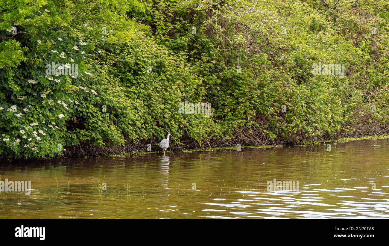 Swampy terrain and bird. The shores of the lake, vegetation. Wildlife, landscape. A white bird, water. Stock Photo