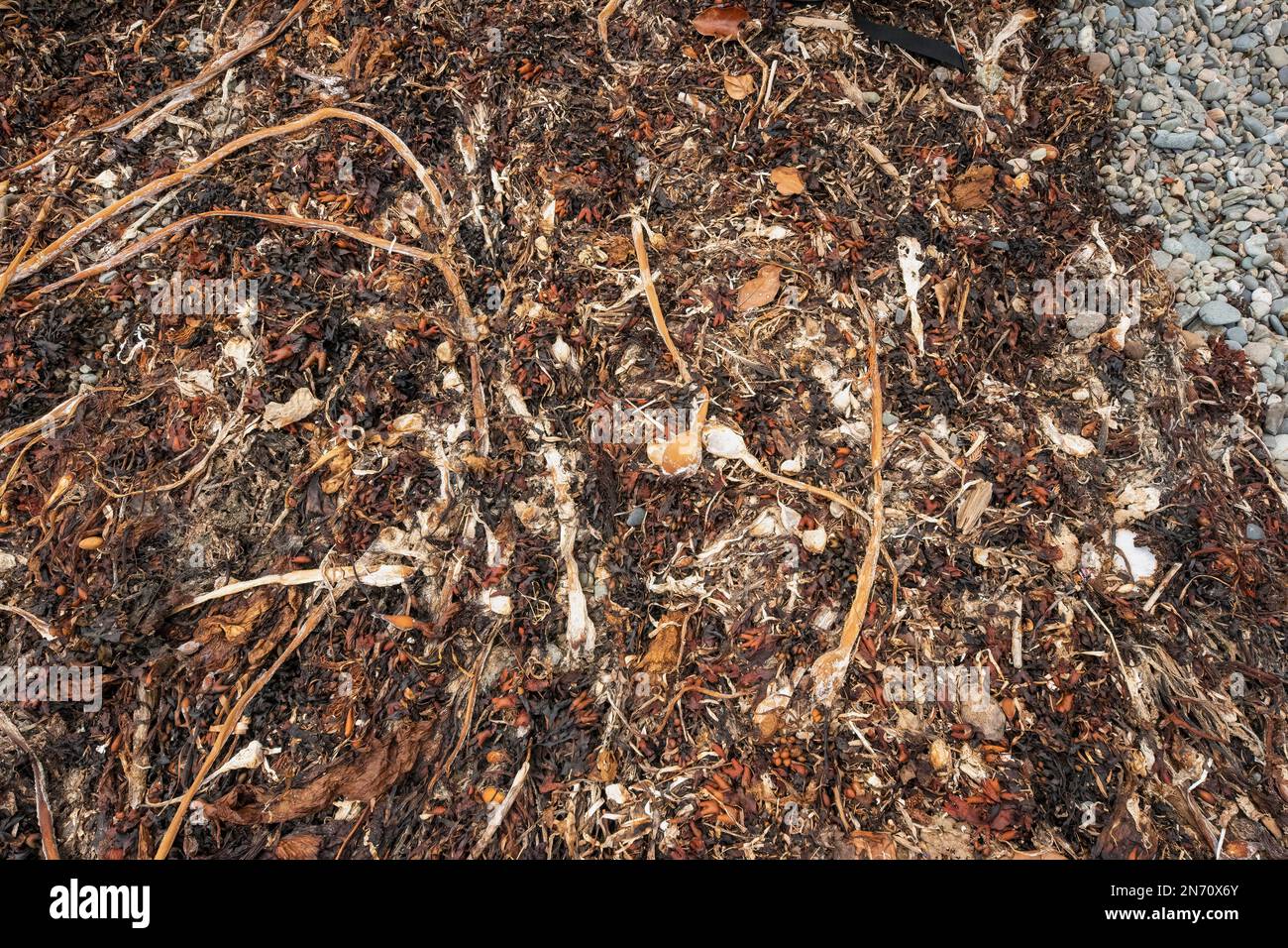 Dried sea weeds and beach rocks at the high tide line, K'uuna Llnagaay (Skedans), Louise Island, Gwaii Haanas, BC Stock Photo