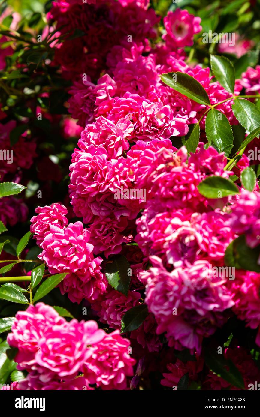 Flowers in a French garden, lots of summer colour Stock Photo Alamy