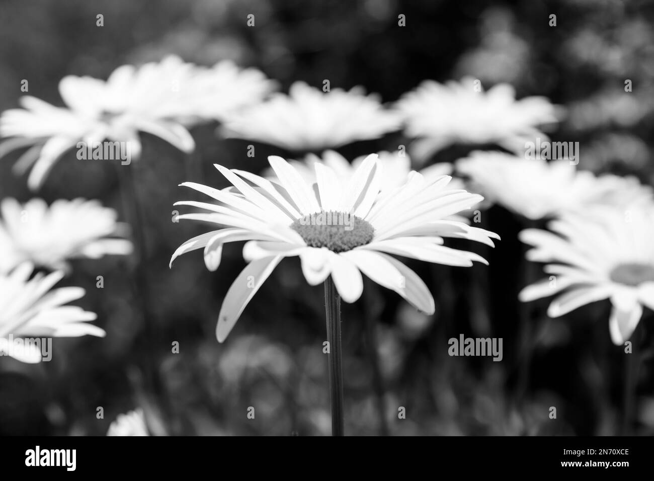 Soft focus wild flower Black and White Stock Photos & Images - Alamy