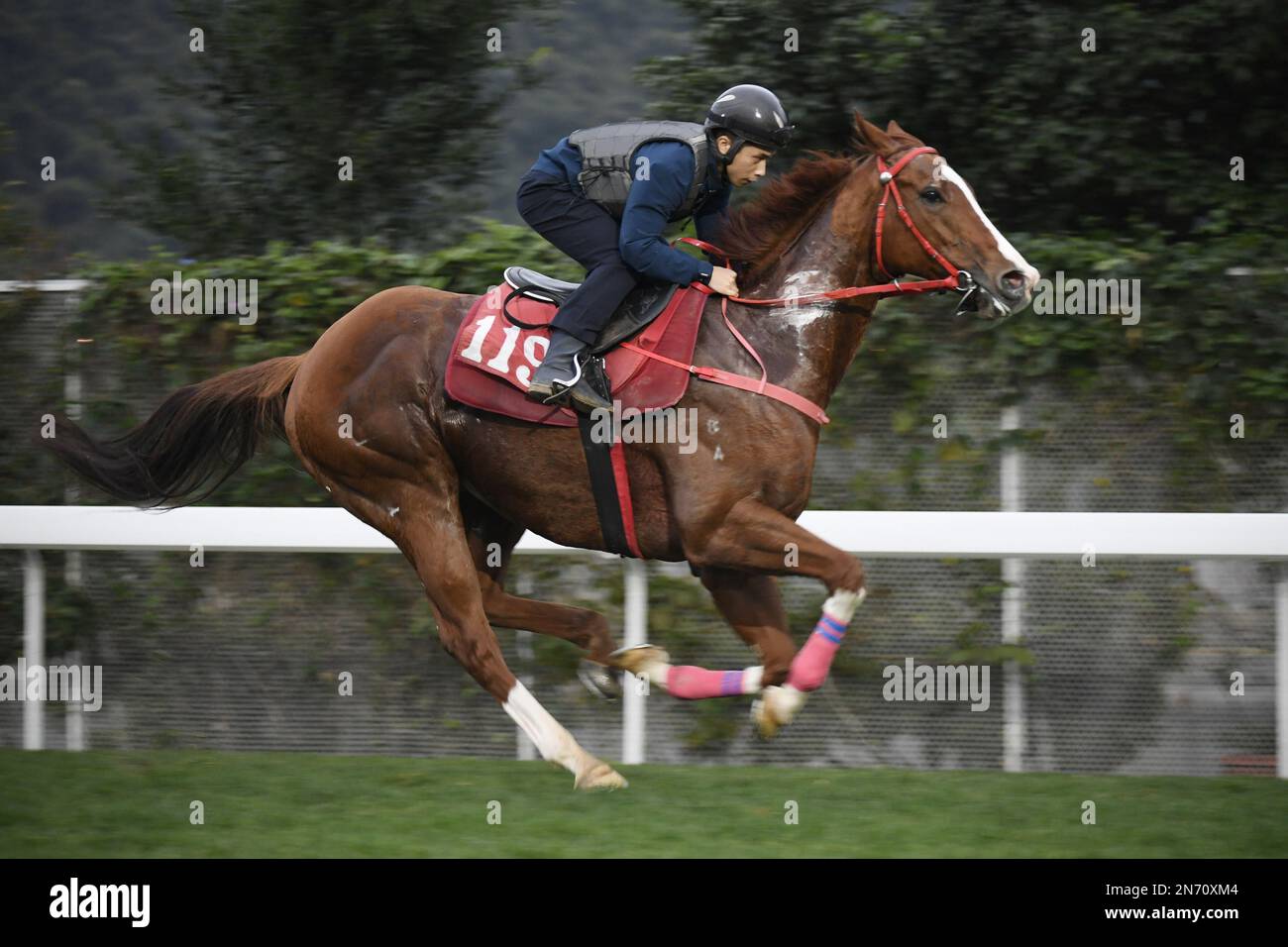 HANDSOME BO BO (119) ridden by Matthew Poon Ming-fai galloping on the turf at Sha Tin. 06FEB23 SCMP / Kenneth Chan. Stock Photo