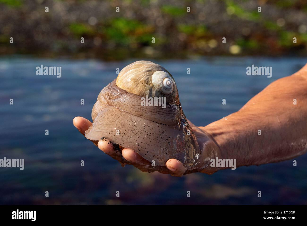 Large Northern moon snail shell (Euspira heros) with egg case, Burnaby