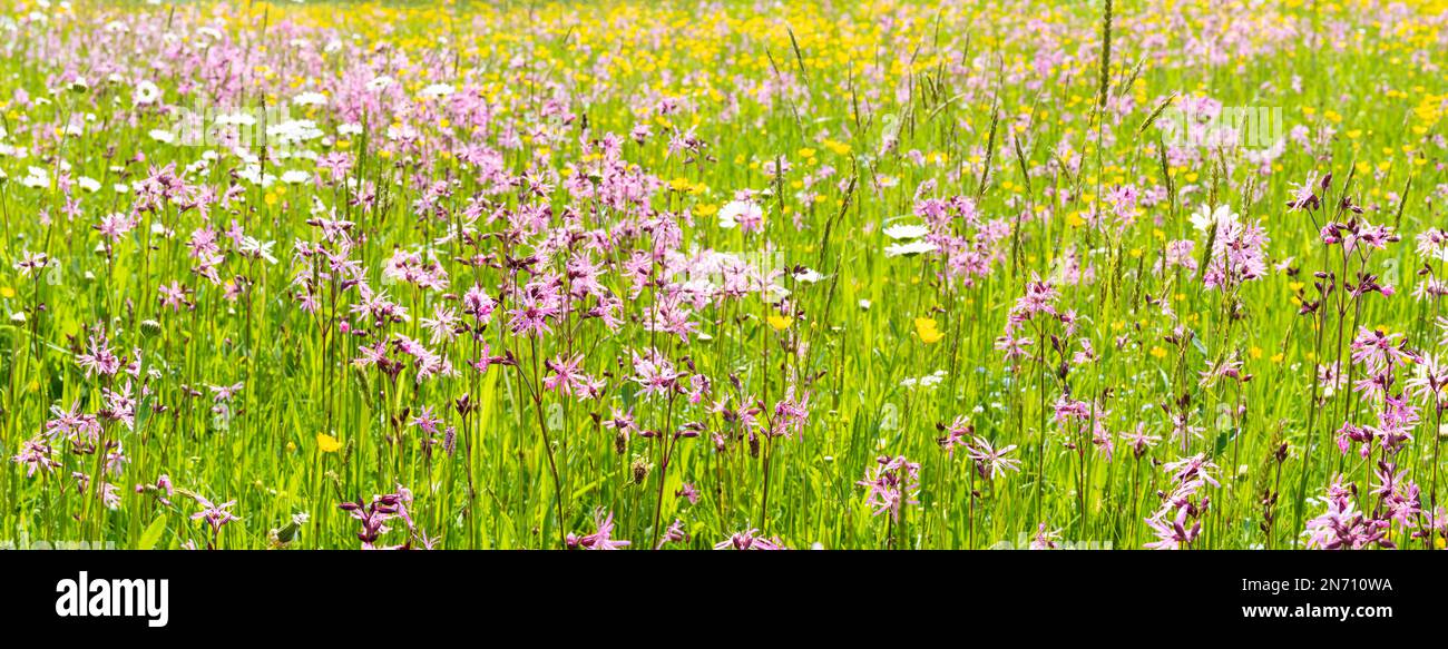 panoramic landscape with flowers on meadow Stock Photo