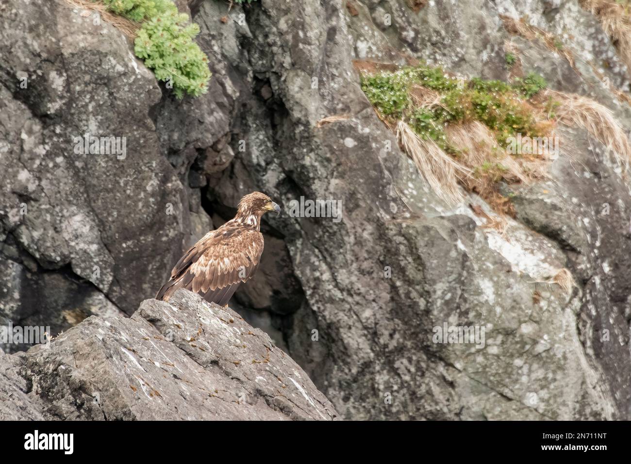 Juvenile bald eagle (Haliaeetus leucocephalus), Gordon Islands, Haida