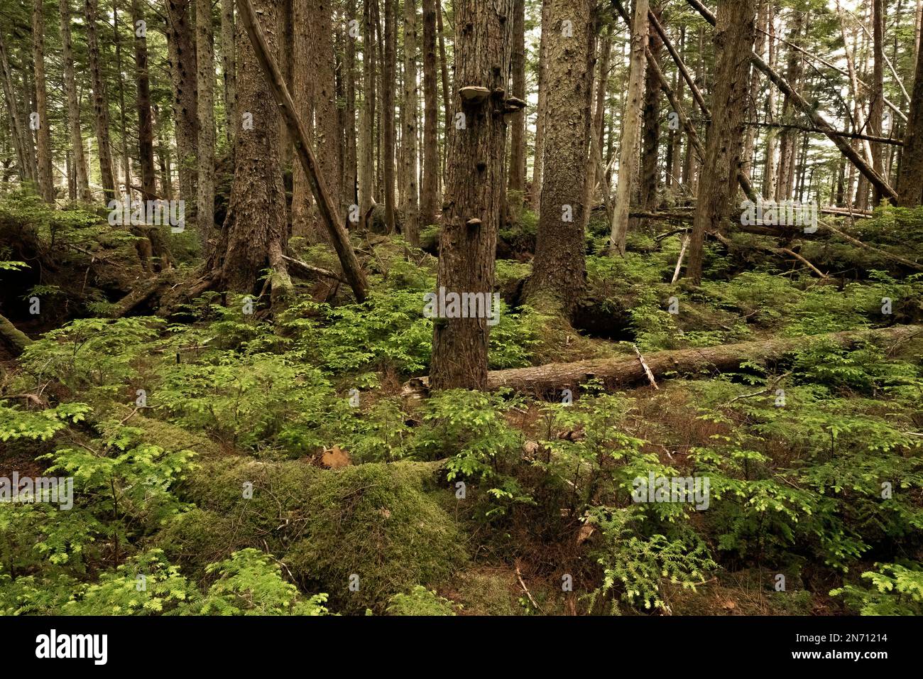 North temperate rain forest with moss and seedings, interior of Anthony Island, Haida Gwaii, BC Stock Photo