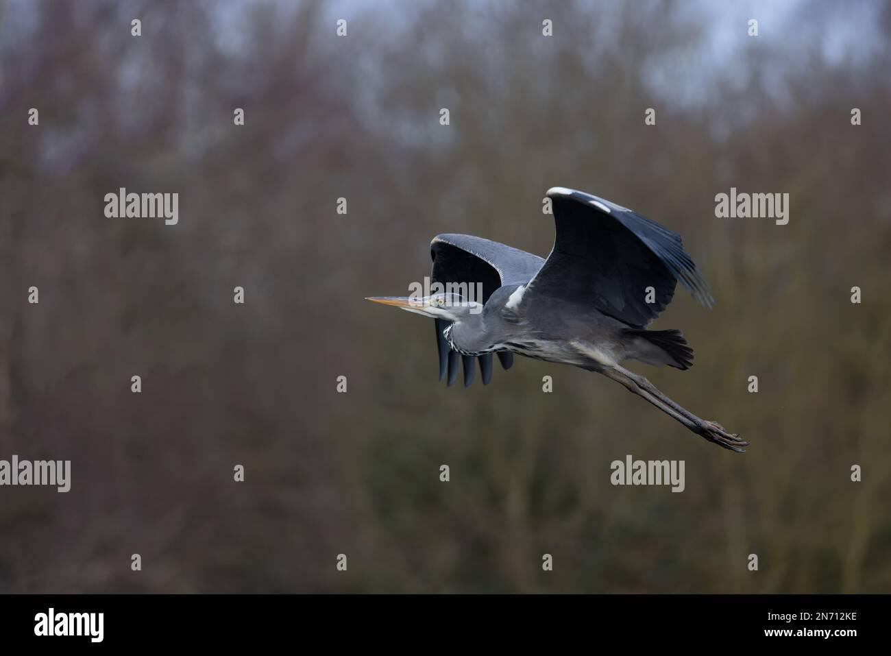 Grey Heron (Ardea cinerea) Norwich UK GB February 2023 Stock Photo