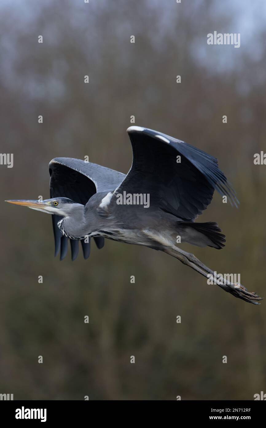 Grey Heron (Ardea cinerea) Norwich UK GB February 2023 Stock Photo