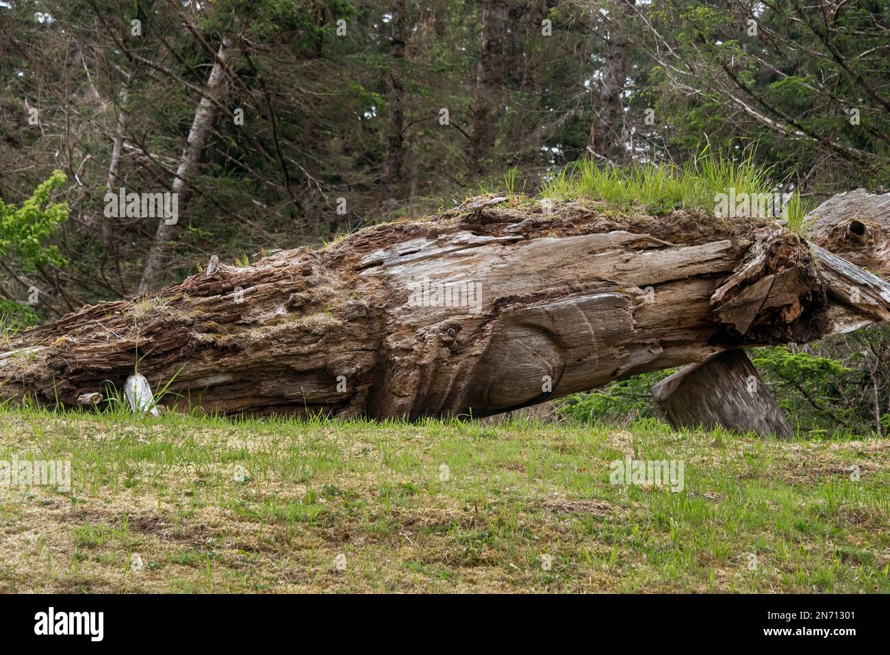 Fallen totem pole, S'Gang Gwaii (Nistints), Haida Gwaii, BC Stock Photo