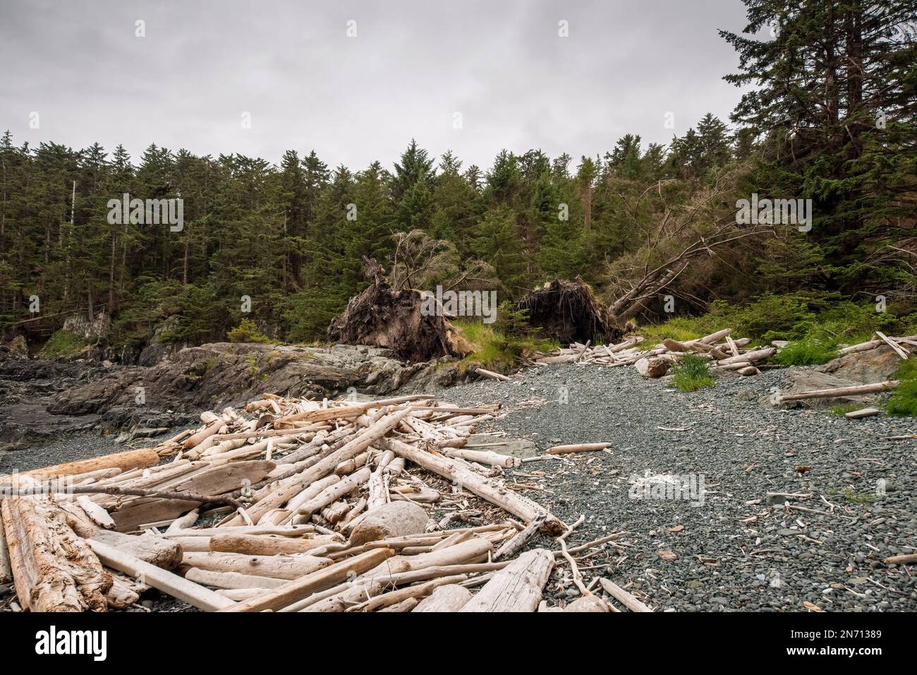 Driftwood and downed trees at S'Gang Gwaii on Anthony Island, windward ...