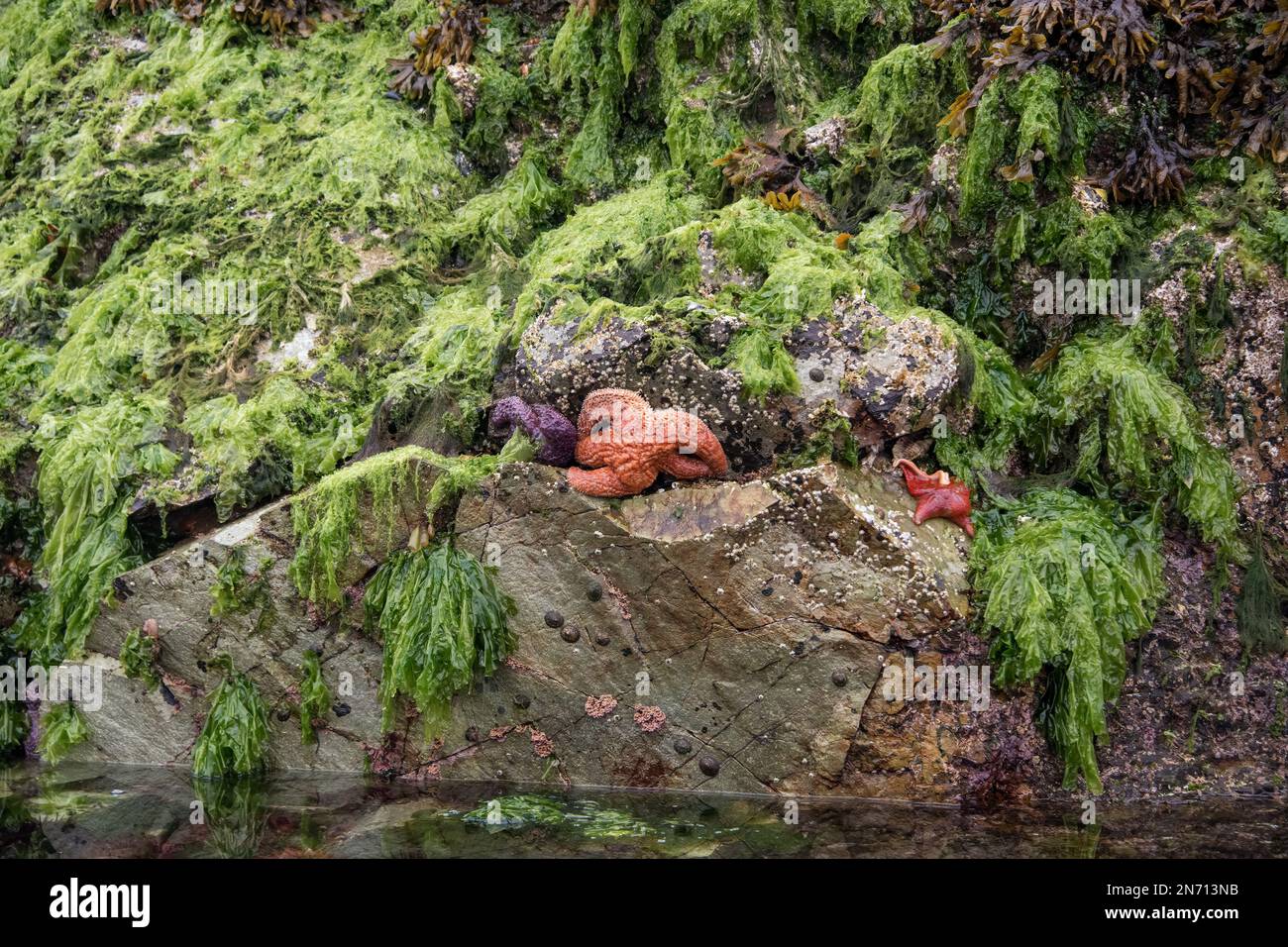 Purple and orange Pisaster ochraceus, a bat star Patiria miniata, barnacles, whelks, sea lettuce and rock weed, low tide, Haida Gwaii Stock Photo