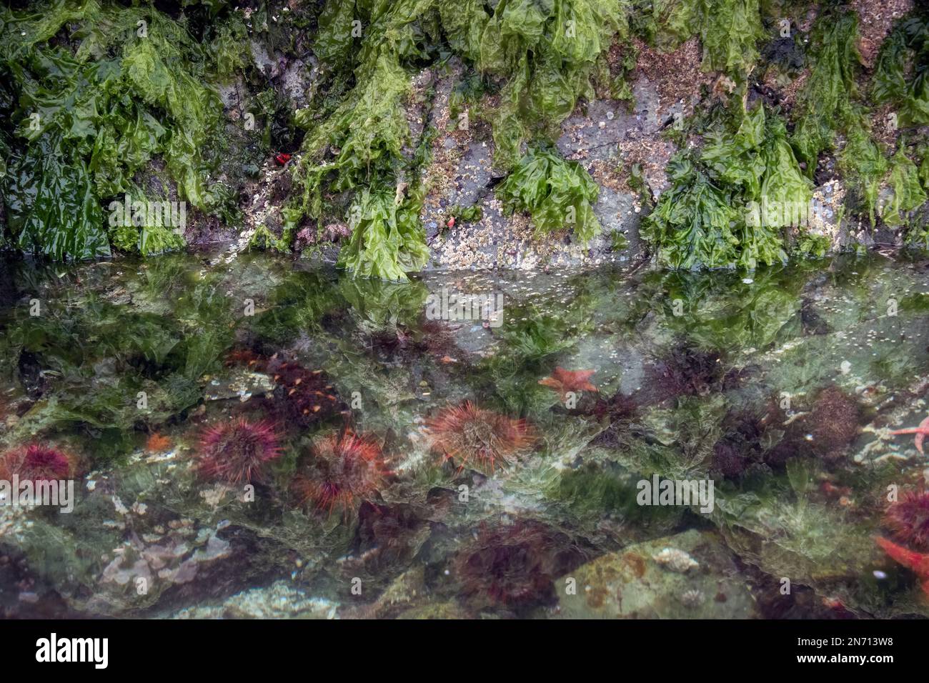 Sea urchin invasion, Juan Perez Sound, Haida Gwaii, BC Stock Photo