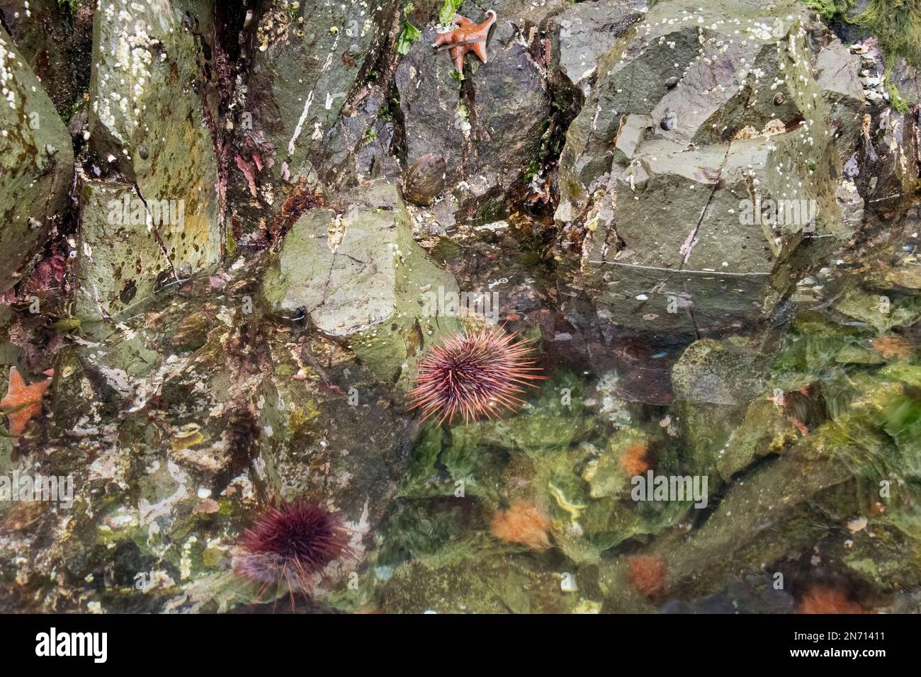 Sea urchins and sea stars, low tide, Bischof Islands, Haida Gwaii, BC Stock Photo