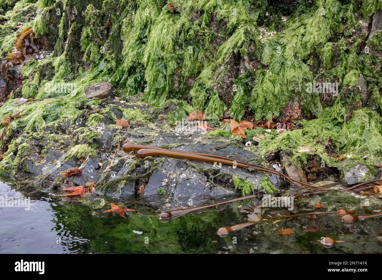 Sea lettuce, kelp, sea stars, urchin and snail, low tide, Bischof Islands, Haida Gwaii, BC Stock Photo