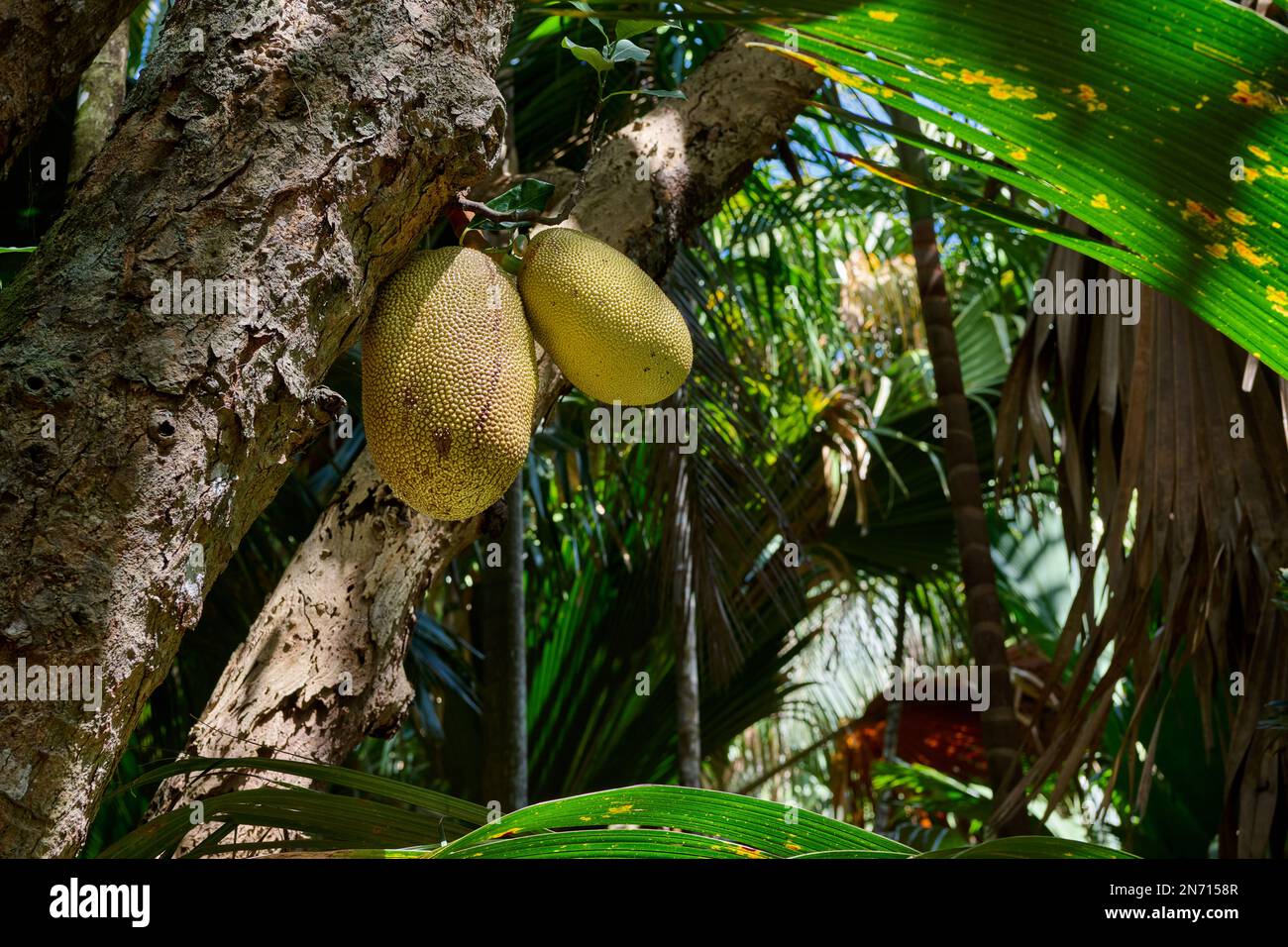 jackfruit tree (Artocarpus heterophyllus) with fruit in Vallee de Mai, Prasiln Island Stock Photo