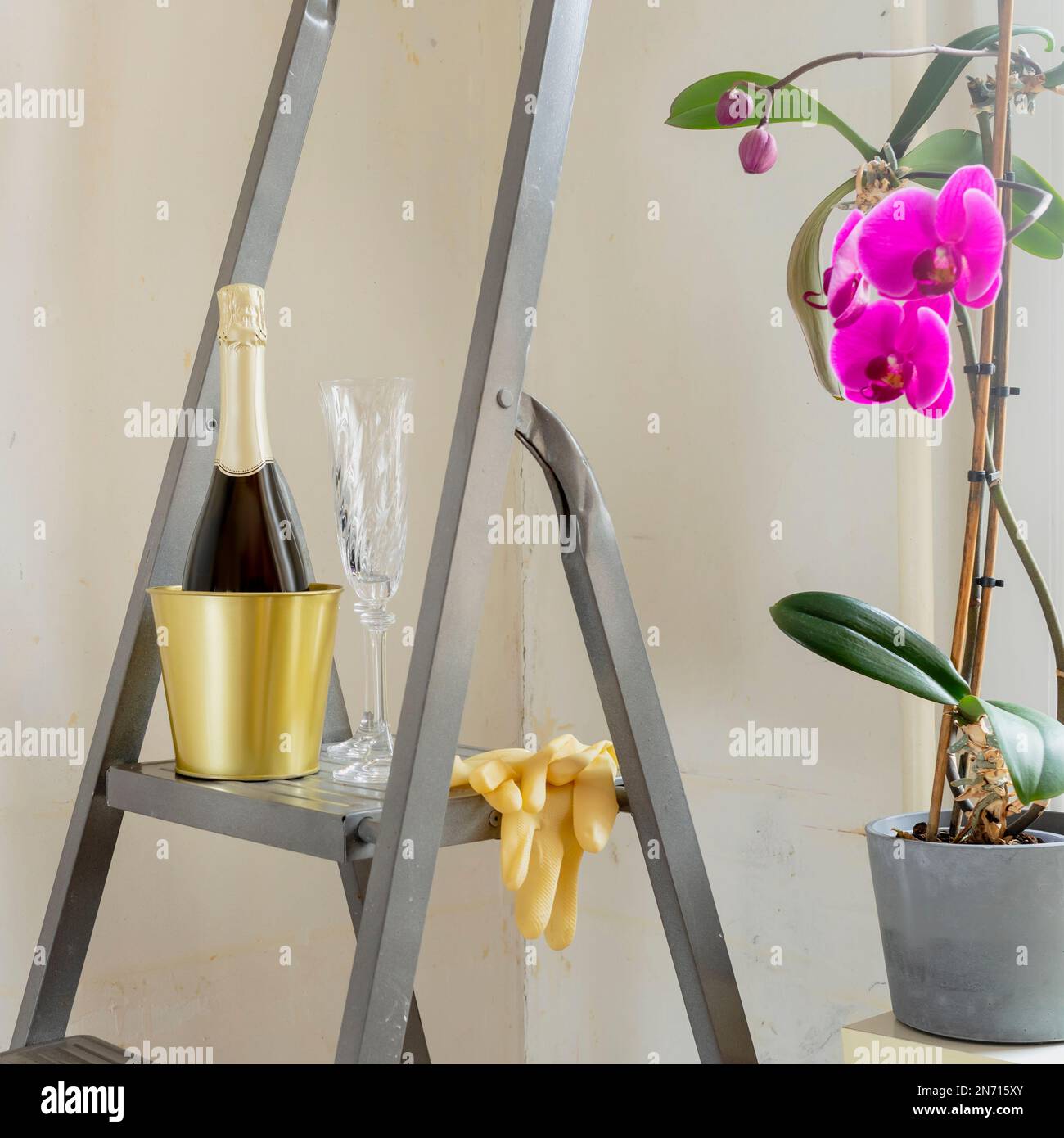 Romantic still life with bottle of champagne and glasses on stepladder against an unpainted wall with potted orchid. Moving of young family. Mortgage Stock Photo