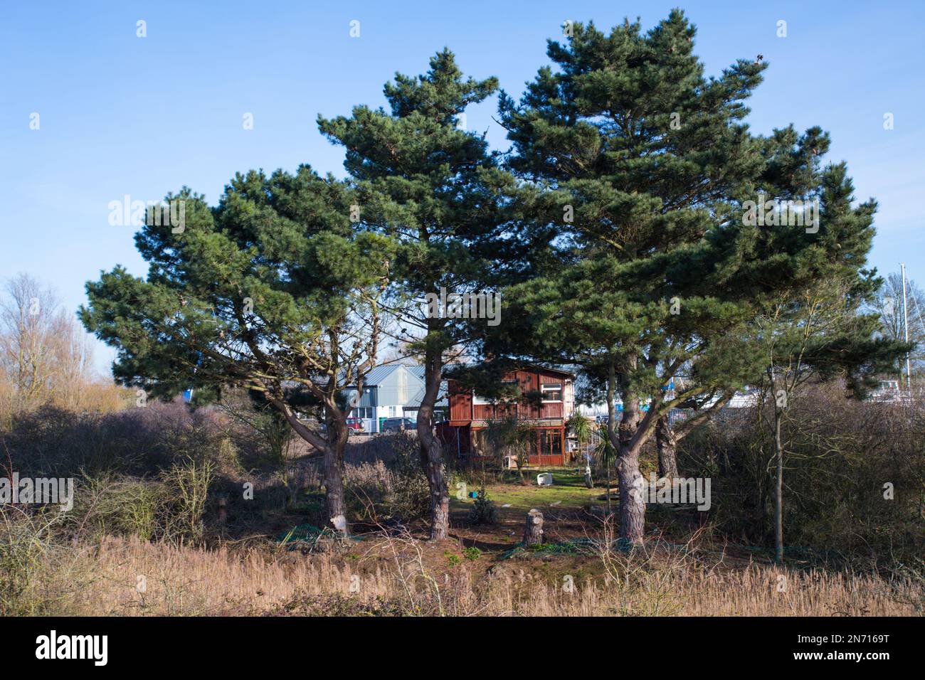 Scandinavian Style House at North Fambridge with statuesque pine trees
