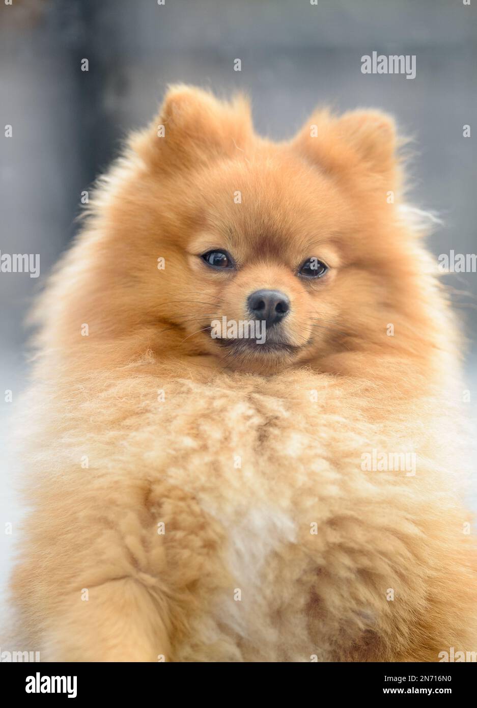 Close-up Portrait of a Pomeranian dog Stock Photo