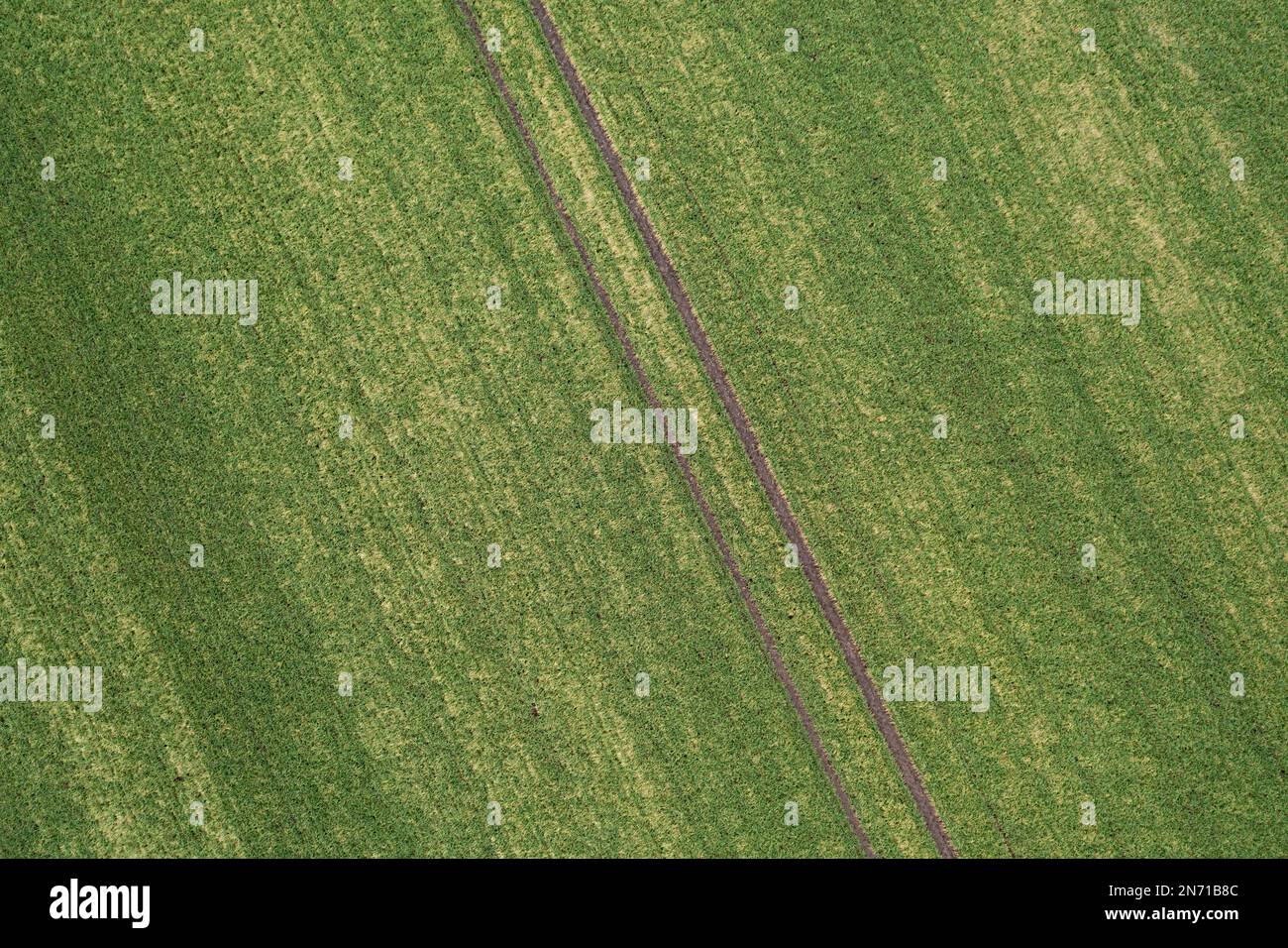 Field with winter cereals and ruts, Germany Stock Photo