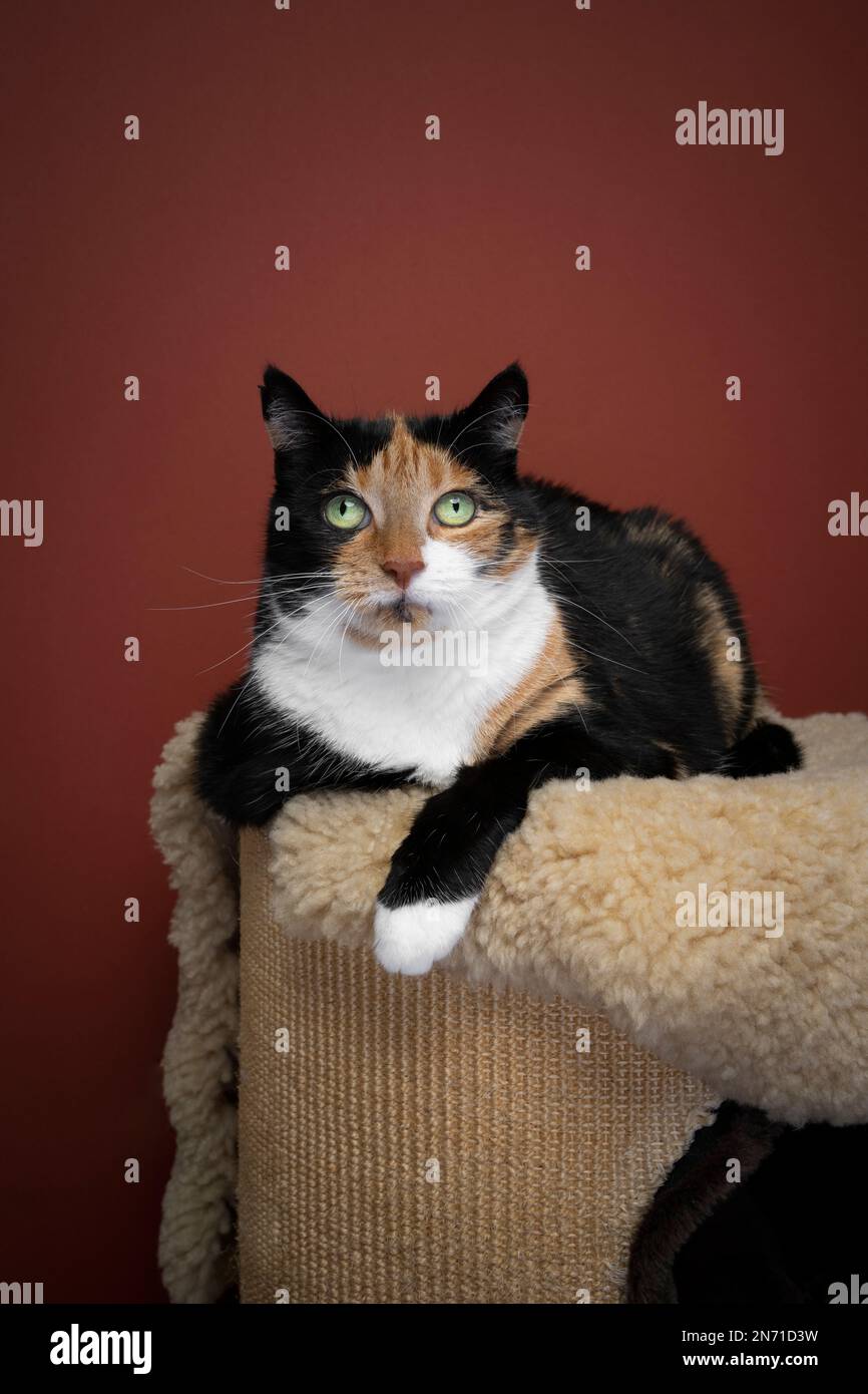lazy calico cat resting on comfortable place in a relaxed pose on top