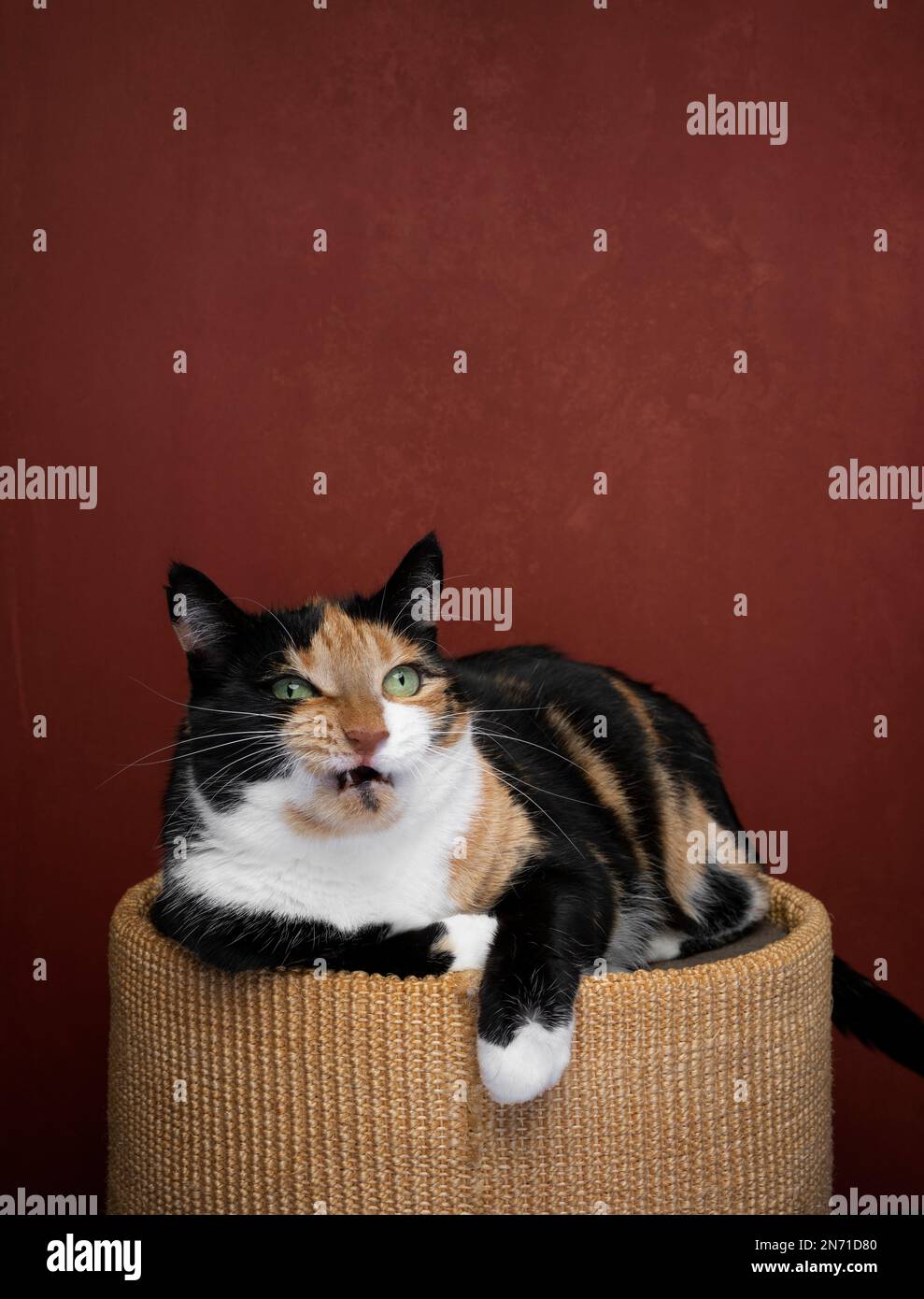 grumpy calico cat resting on scratching barrel making angry face on red background with copy space Stock Photo